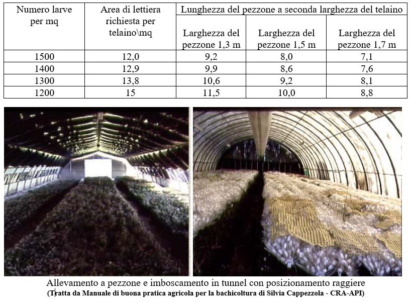 Tabella allevamento baco da seta