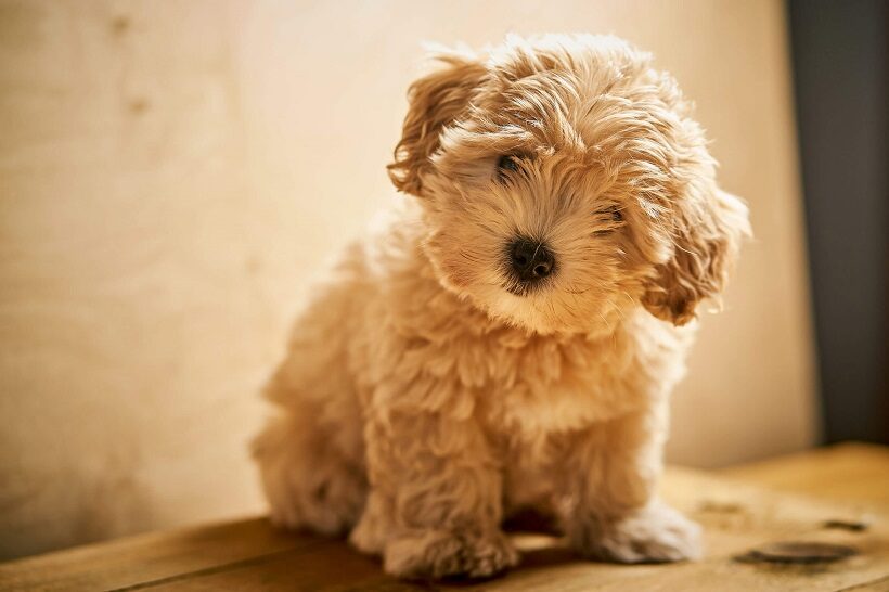 Maltipoo