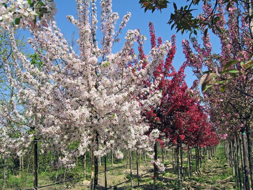 Piante da frutto in fiore