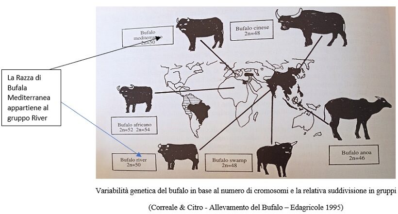 Variabilità genetica del bufalo