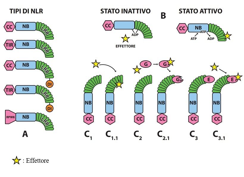 Recettori intracellulari