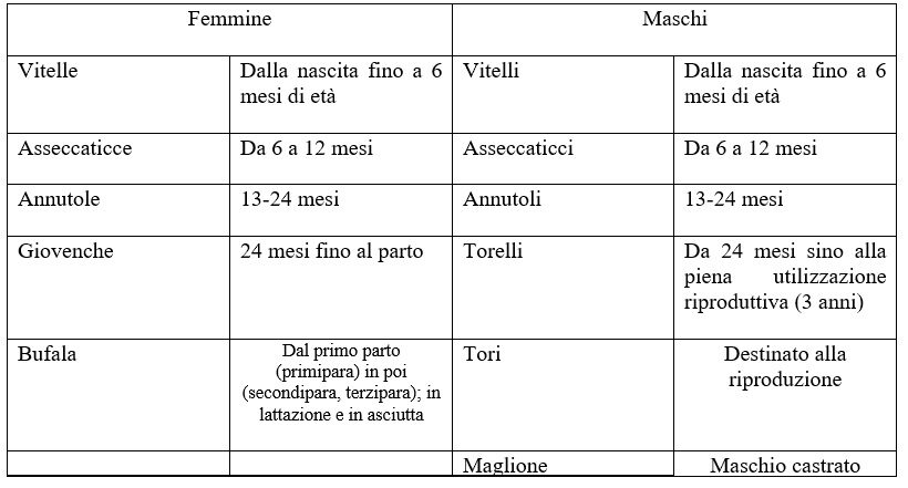 Denominazione dei bufali