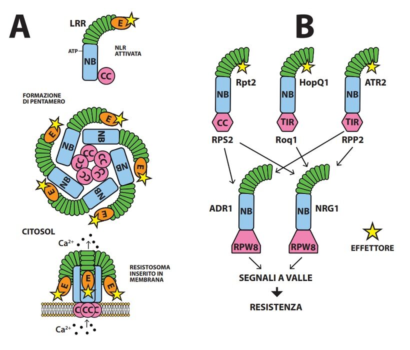 Resistosoma