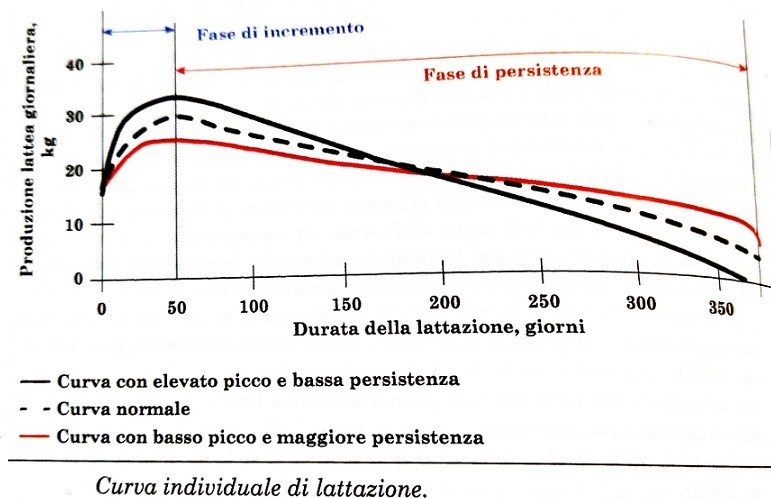 Curva di lattazione