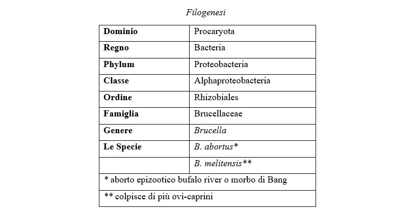 Filogenesi