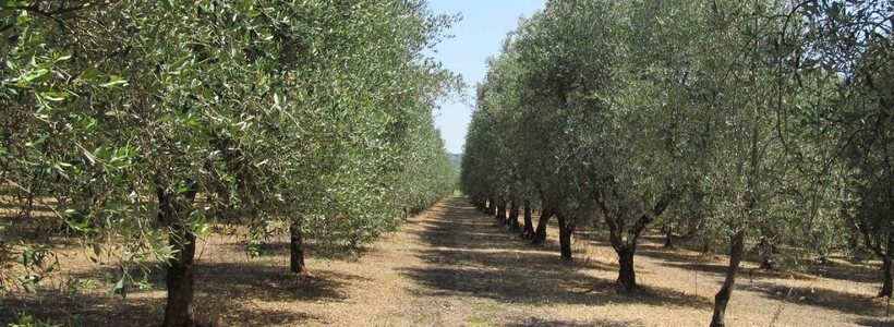 Oliveto nel Cilento