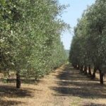 Intervento pubblico per l'olivicoltura cilentana
