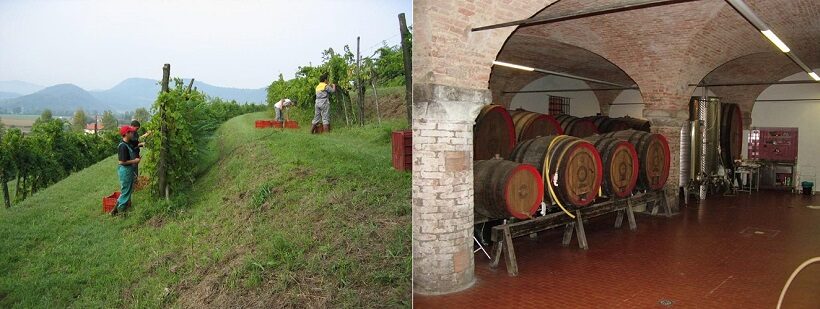 vigneto di Galzignano Terme 