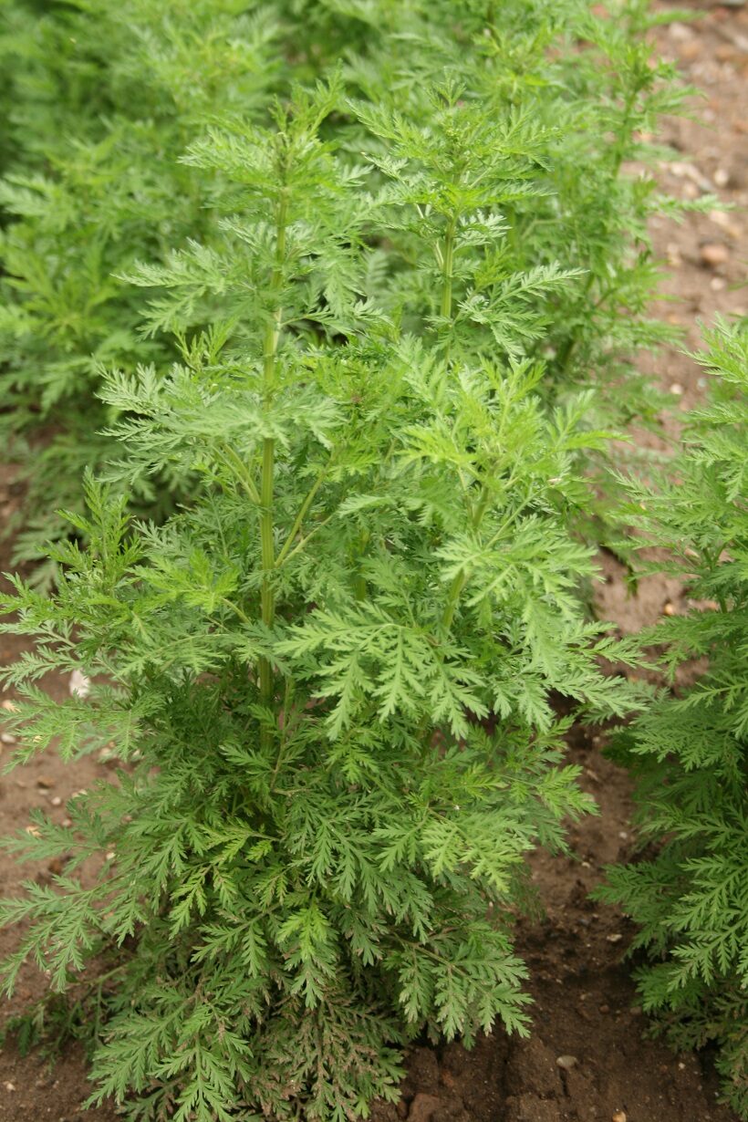 Artemisia annua 