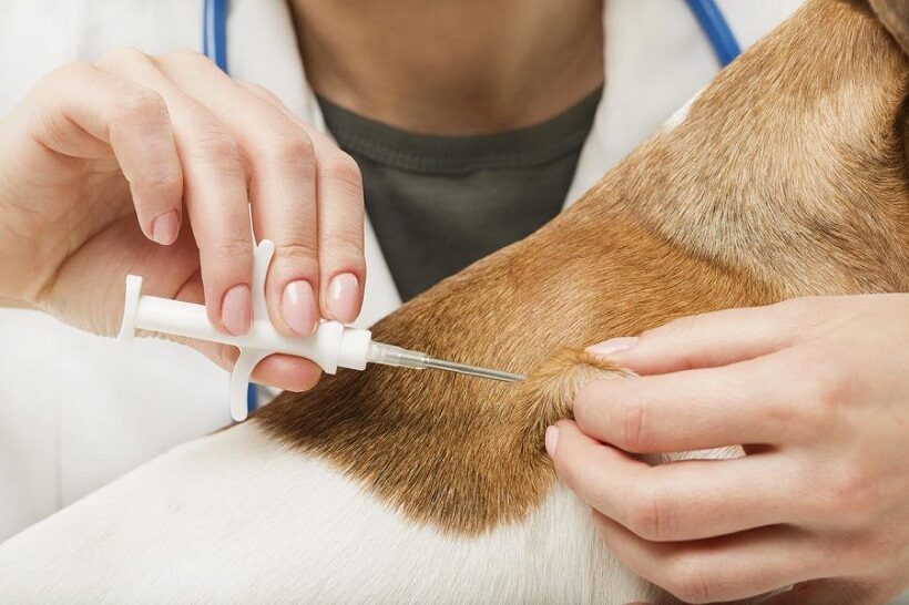 Inserimento del microchip nel cane