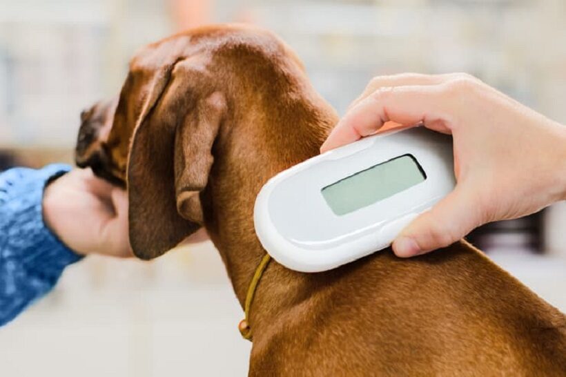 Controllo microchip nel cane