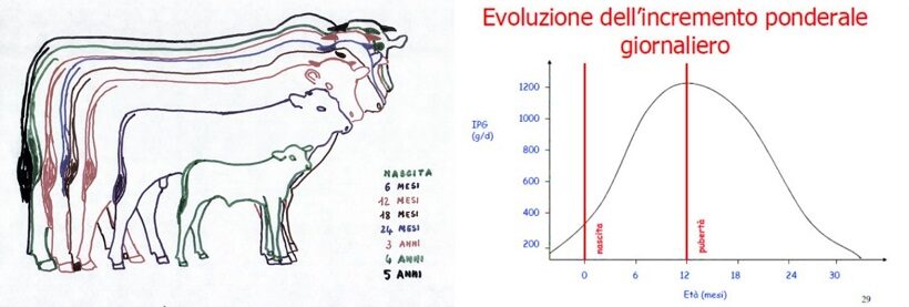 Evoluzione dell'incremento ponderale giornaliero