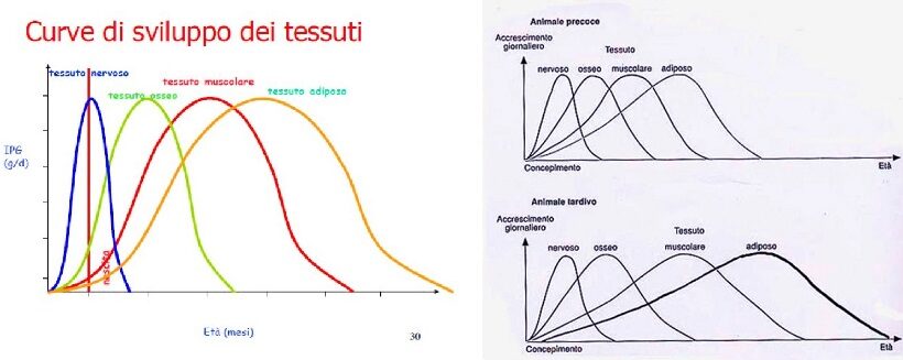 Curve di sviluppo dei tessuti