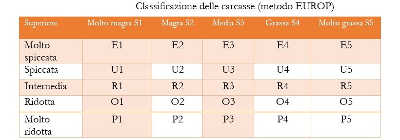 Classificazione delle carcasse