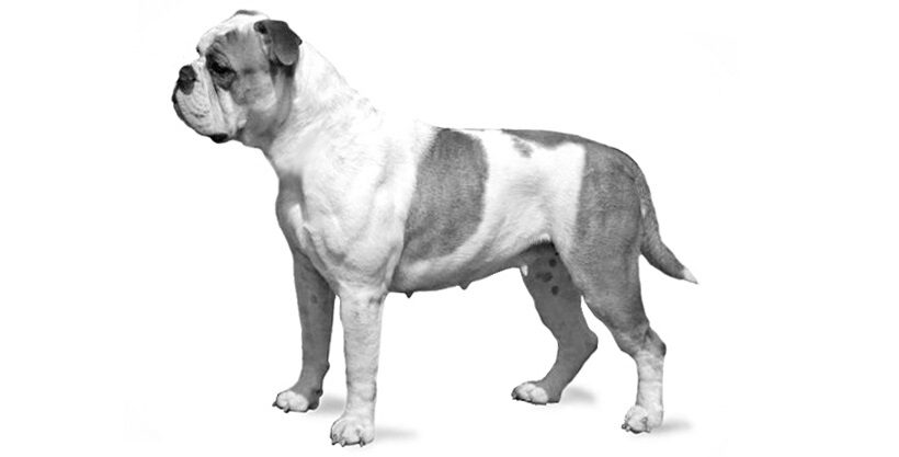 Continental bulldog