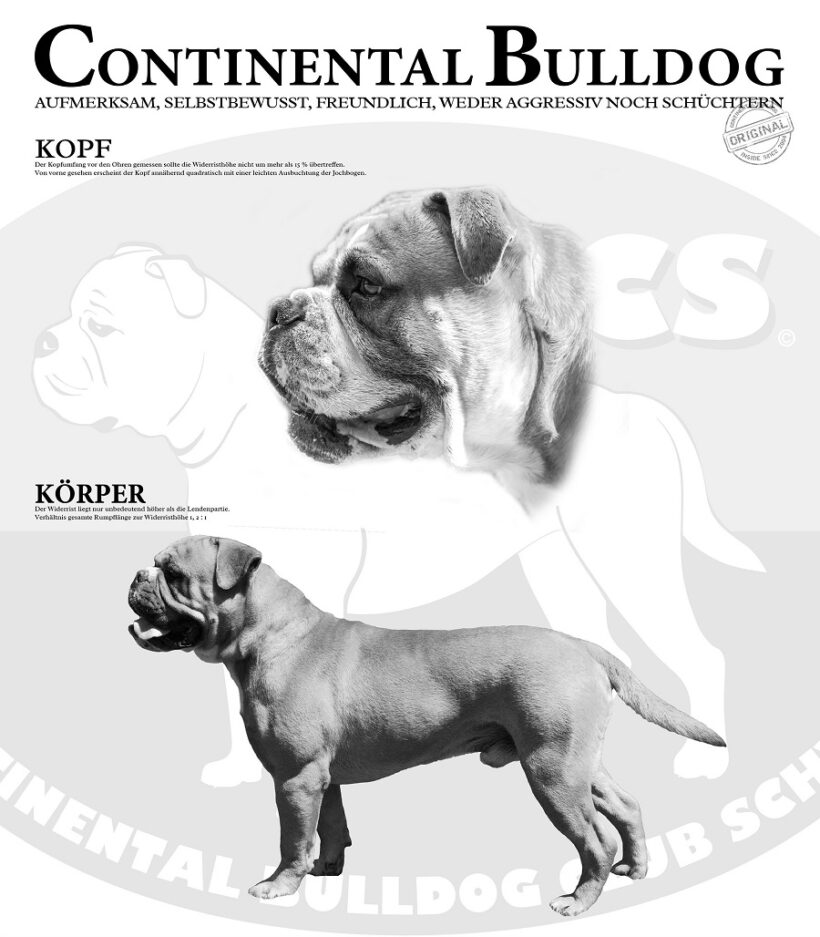 Continental Bulldog