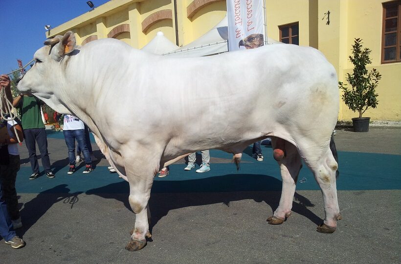 Toro di Chianina