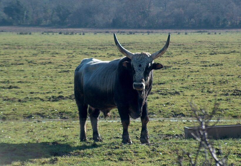 Toro di Maremmana