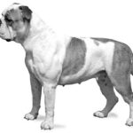 Continental Bulldog