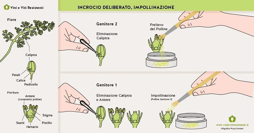 Incrocio interspecifico