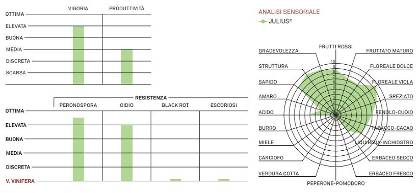 Profilo sensoriale di Julius