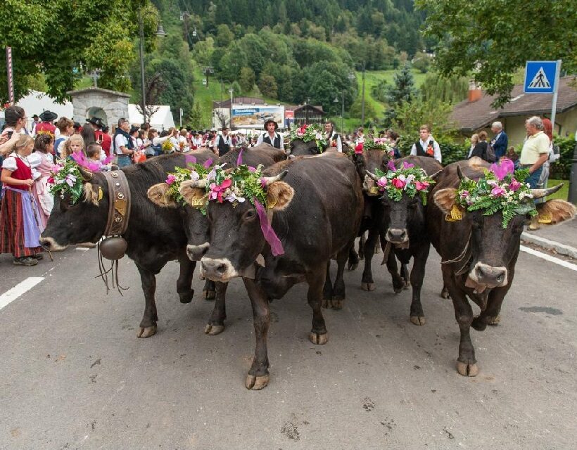 Sfilata delle giovenche a Pinzolo