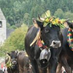 Giovenche di razza Rendena. Sfilata e…dintorni