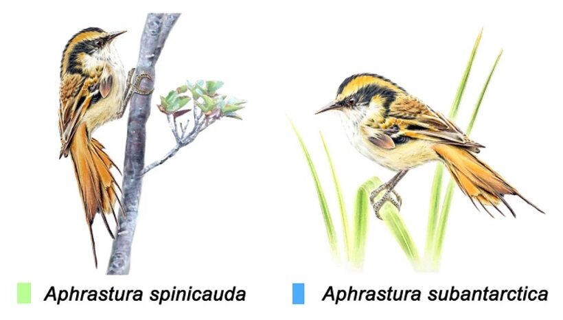 Differenze tra le due specie Aphrastura 