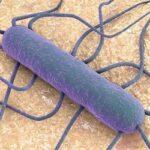 Listeria: che cos’è e che regole seguire per evitare pericoli