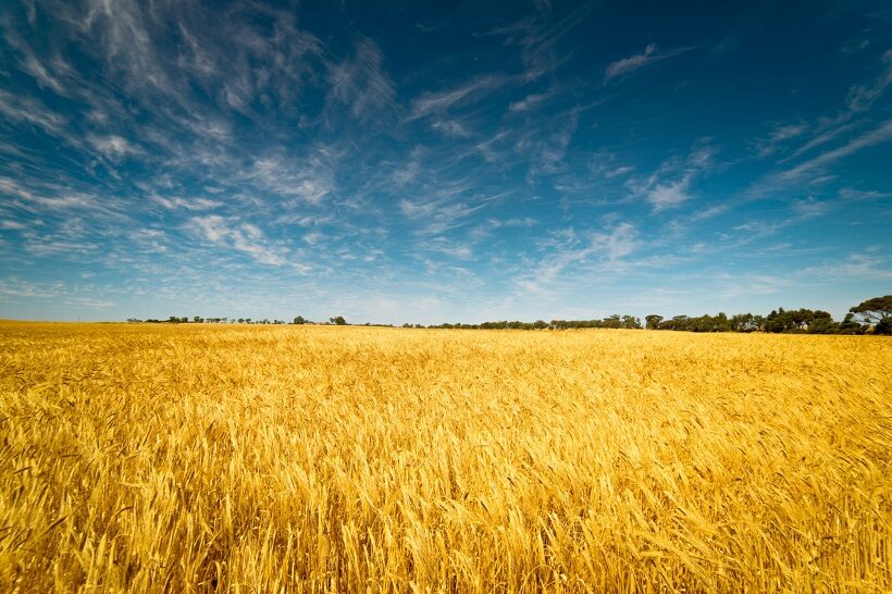 Campo di grano