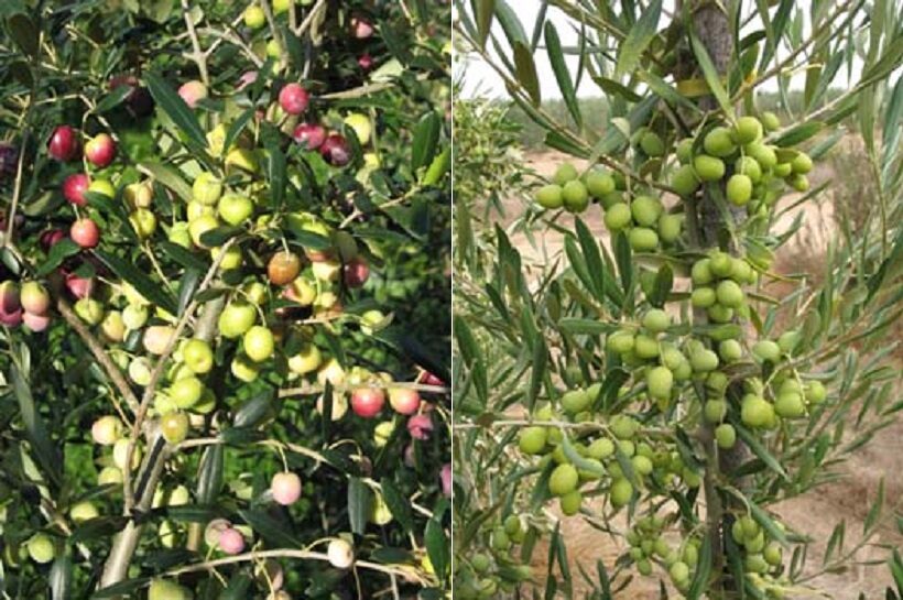 Varietà di olivo Arbequina