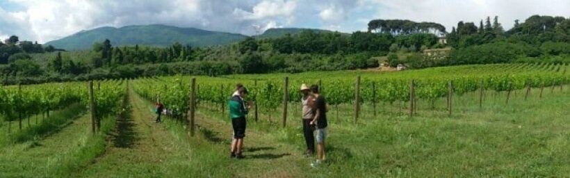 Vigneto dell'azienda agricola