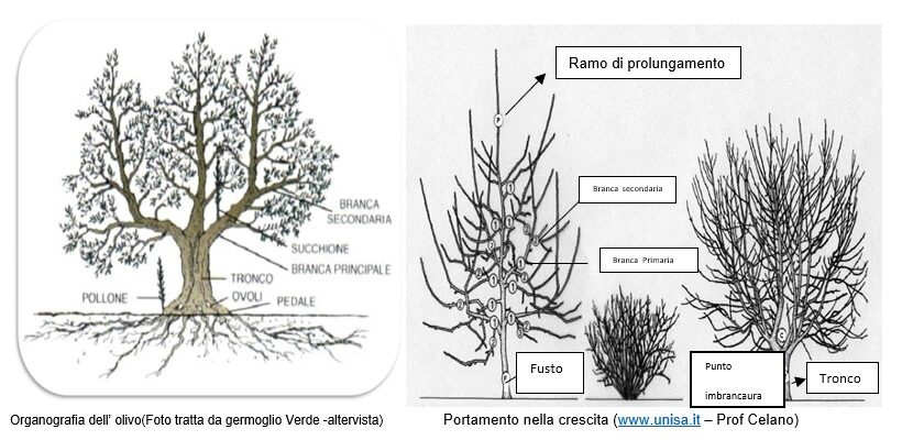 Organografia dell'olivo