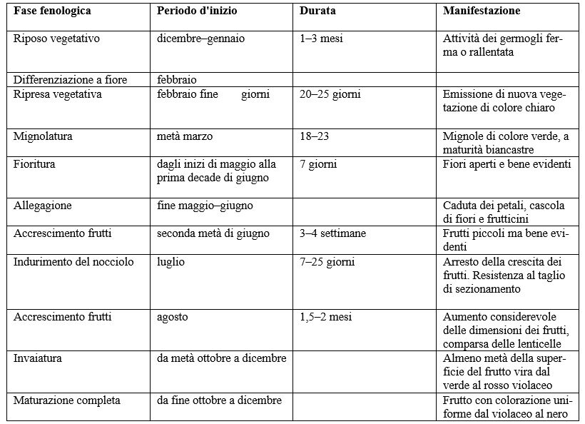 Fasi fenologiche dell'olivo