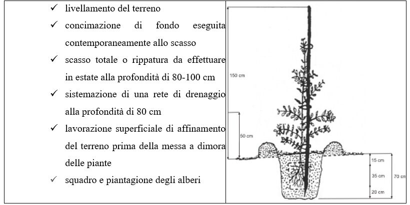 Fasi di impianto