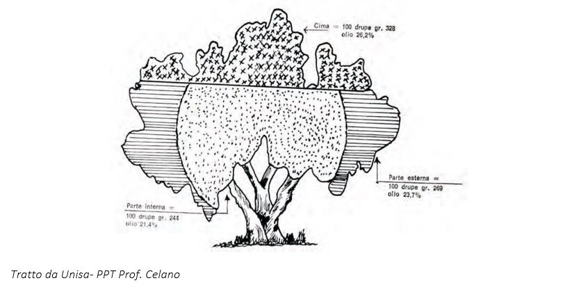 Schematizzazione olivo