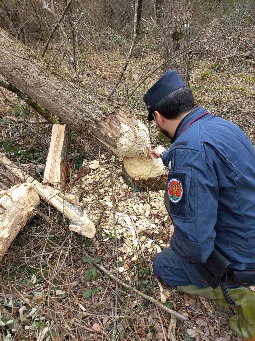 Sopralluogo dei Carabinieri Forestali