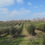 Confronto tra forme tradizionali e nuove di allevamento dell’olivo