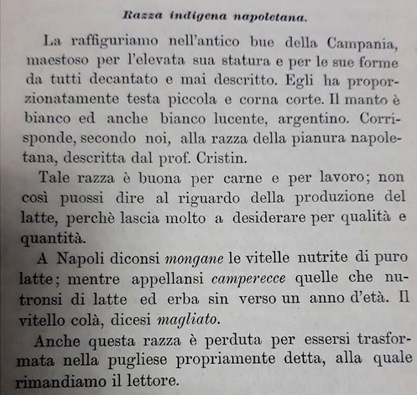 Razza Indigena napoletana