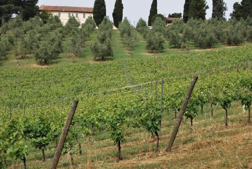 Oliveto e Vigneto