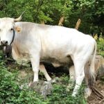 Razze autoctone della Campania: le Vacche