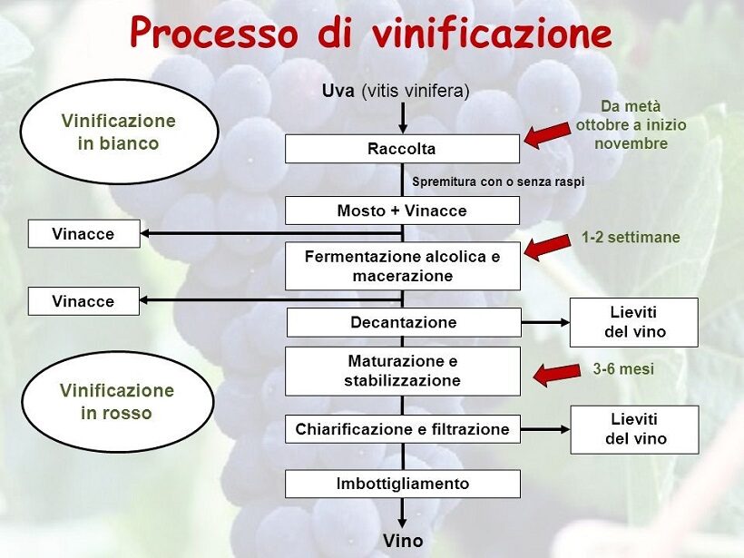 Schema vinificazione