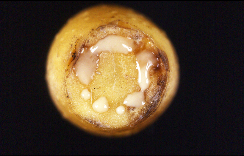 Essudato di Ralstonia solanacearum 