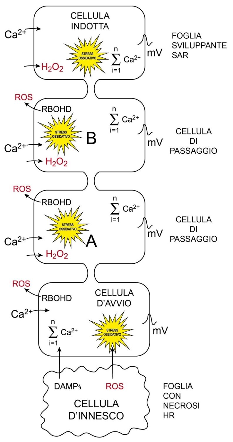 Risposta della SARS