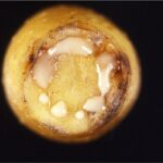 Riflessioni sulla risposta immunitaria sistemica delle piante (Prima Parte)