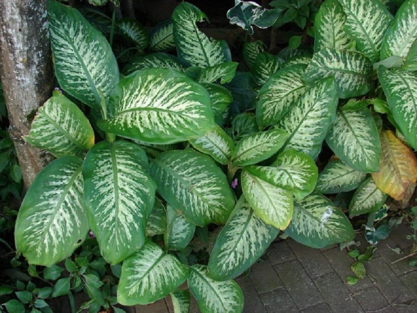 Dieffenbachia seguine