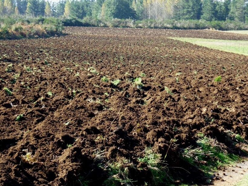 Terreno agricolo