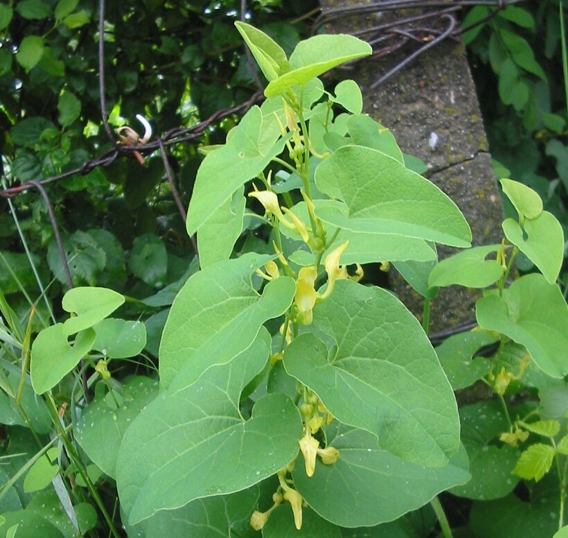 Aristolochia clematitis