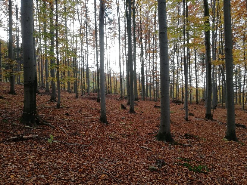 Fustaia di faggio