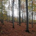 AIMSUSFOR, un progetto di ricerca europeo per operazioni forestali sostenibili nelle faggete europee